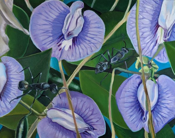 Centrosema pubescens 2024