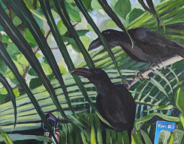 Dickschnabelkrähen 2024