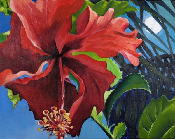 Hibiscus Rosa sinensis 2024