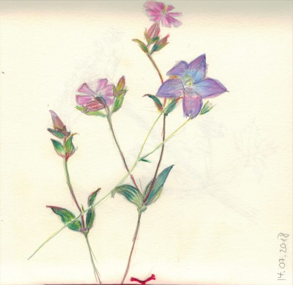 Glockenblume 2018